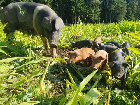 Bio-Ferkel zu verkaufen