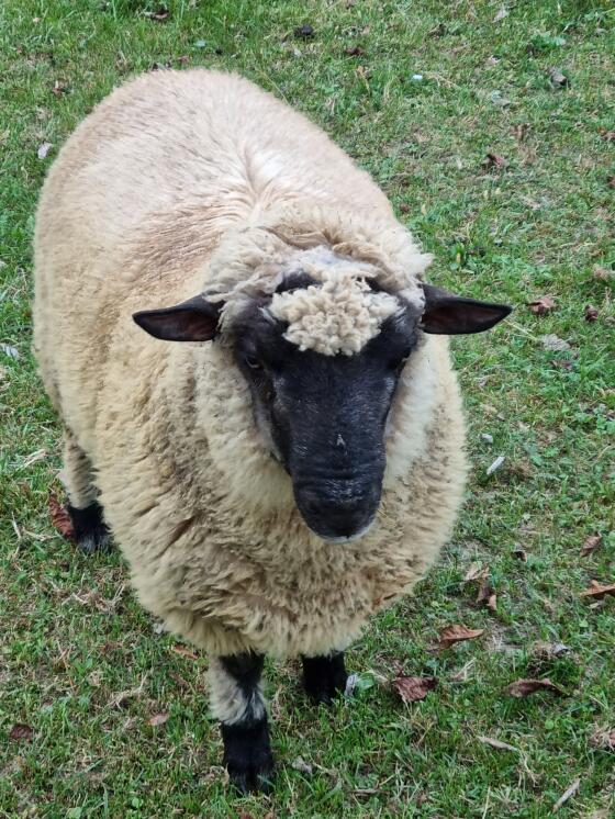 Shropshire Widder