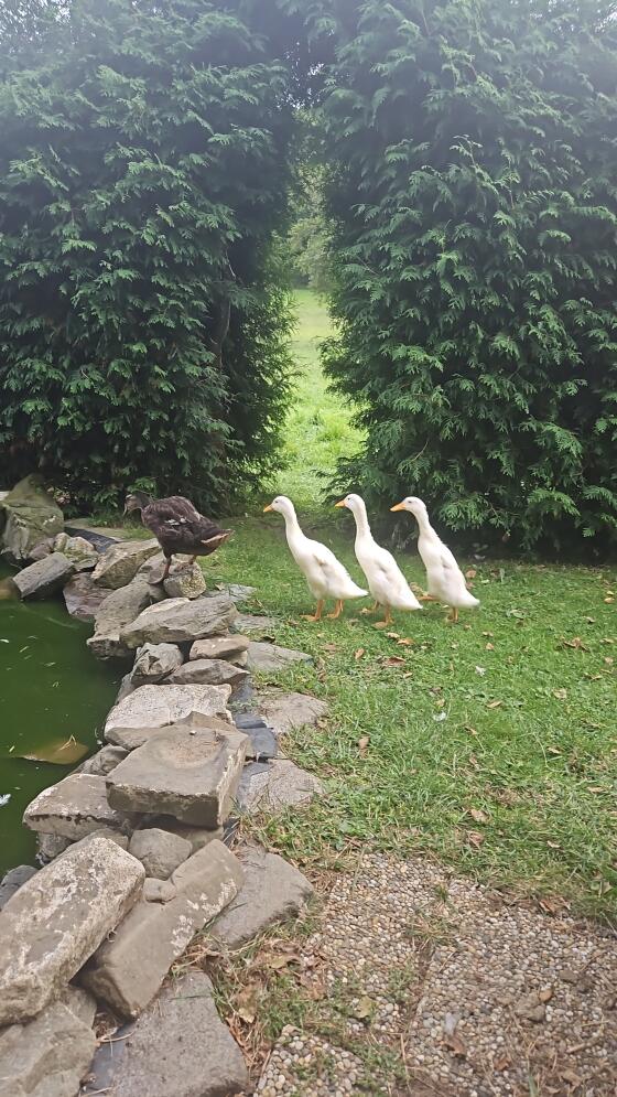 3 weiße Laufenten