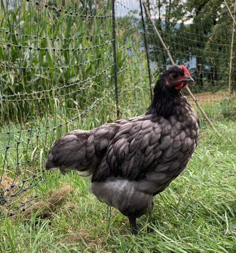Orpington Hahn mischfarbig