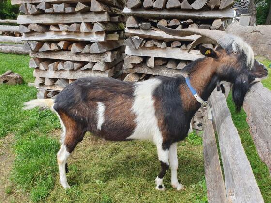 Ziegenbock
