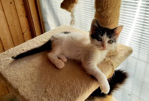 Ragdoll Mix Kätzchen