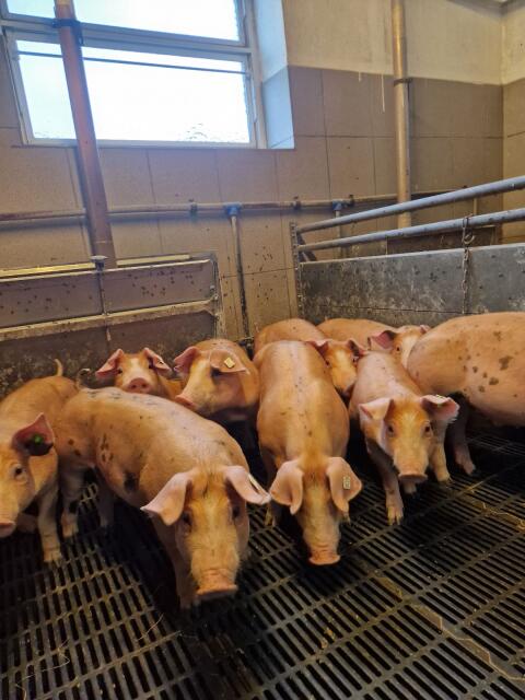 Duroc Pietrain Mischling