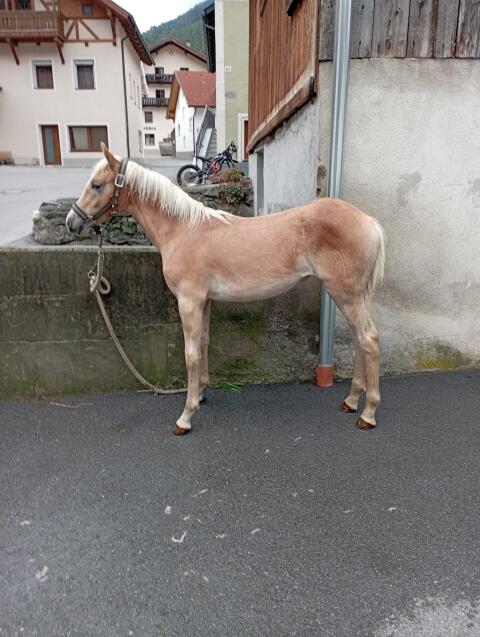 Haflinger Stutfohlen