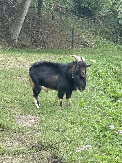 Westafrikanischer Zwergziegenbock