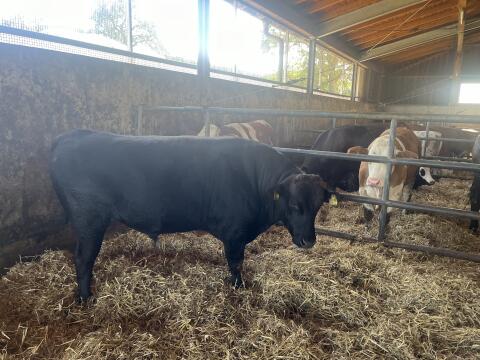 Fullblood Wagyu Rinder - Männlich und Weiblich