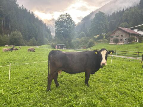 Mutterkuh hornlos