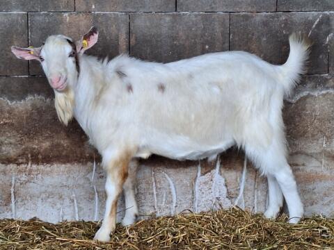 Ziegenbock