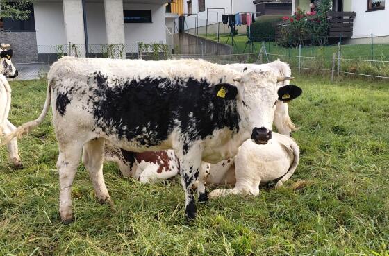 Pustertaler Sprinze weiblich