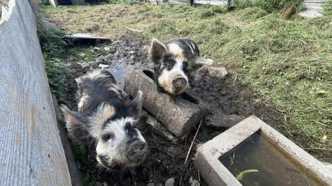 Kune Kune Schweine