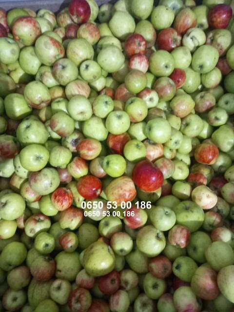 Bio Äpfel und Bio Pressäpfel