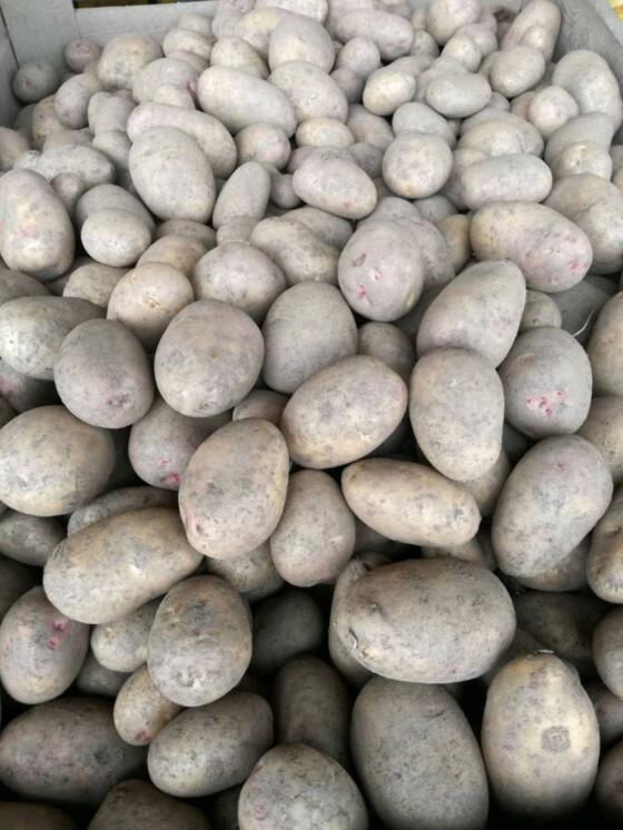 Biologische Kartoffeln
