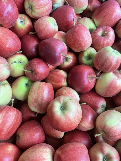 Äpfel für Wiederverkauf