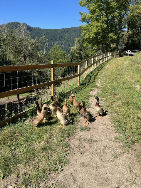 Laufenten Erpelpärchen