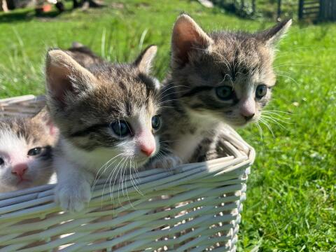 Babykatzen Lilli, Leo, Leni, Luna, Lia und Lewis