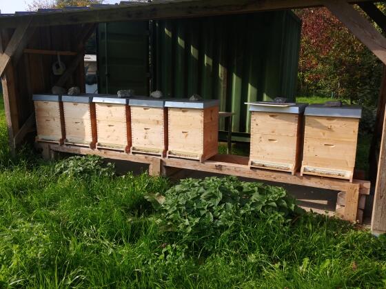 Bienen-Ableger 1-zargig EHM zu verkaufen (2 Stk.)