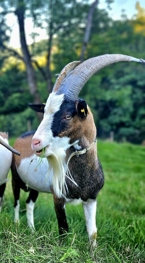 Steirischer Scheckenziegenbock