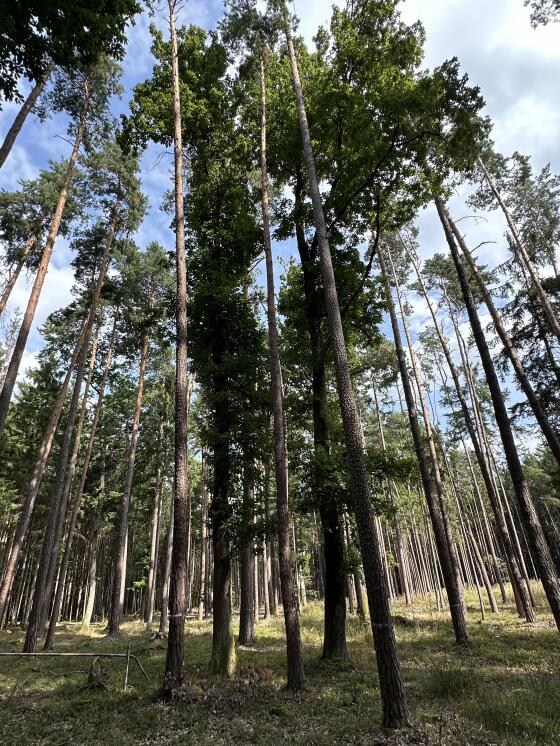 8.296 m² Waldgrundstück in 7423 Grafenschachen