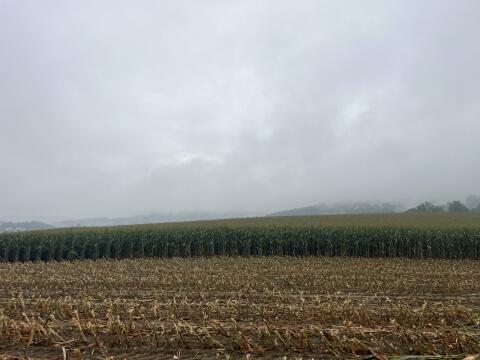 Silomais ab Feld
