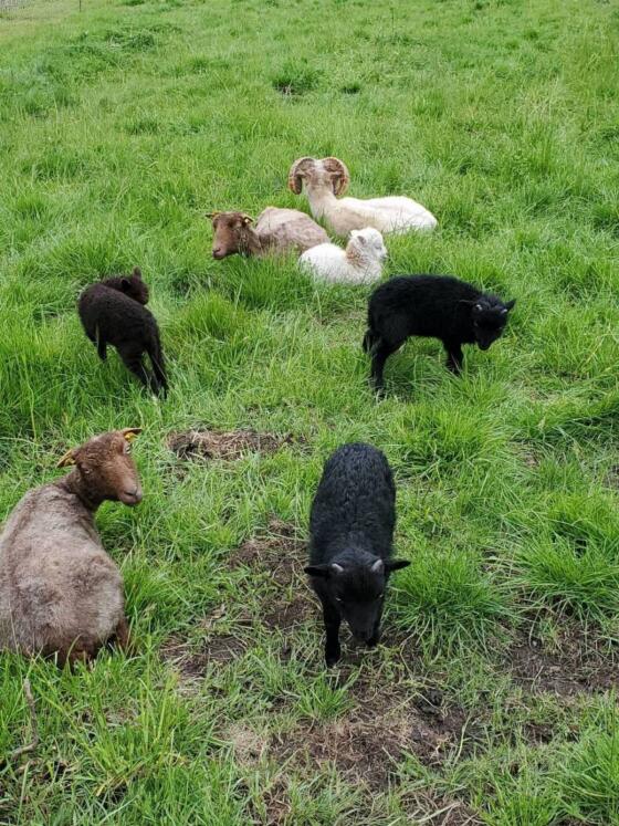 Quessant, Ouessant, bretonisches Zwergschaf Widder