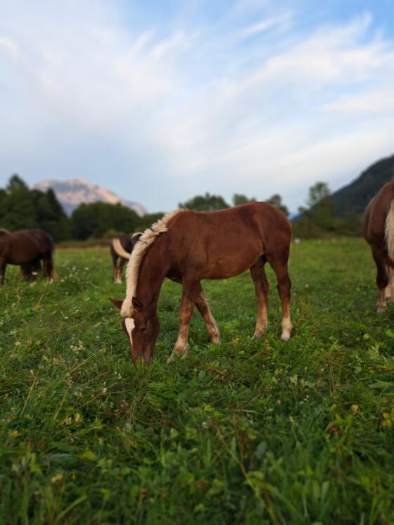 Dunkelfuchs Noriker Hengstfohlen zu verkaufen