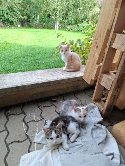Babykatze abzugeben