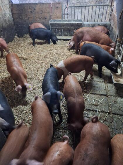 Ferkel