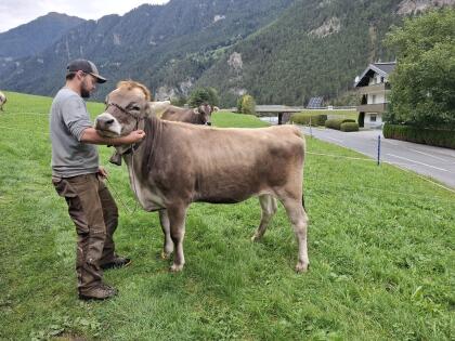 2 Braunvieh-Zuchtkalbinnen (BS) zu verkaufen