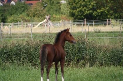 Welsh Cob Stutfohlen