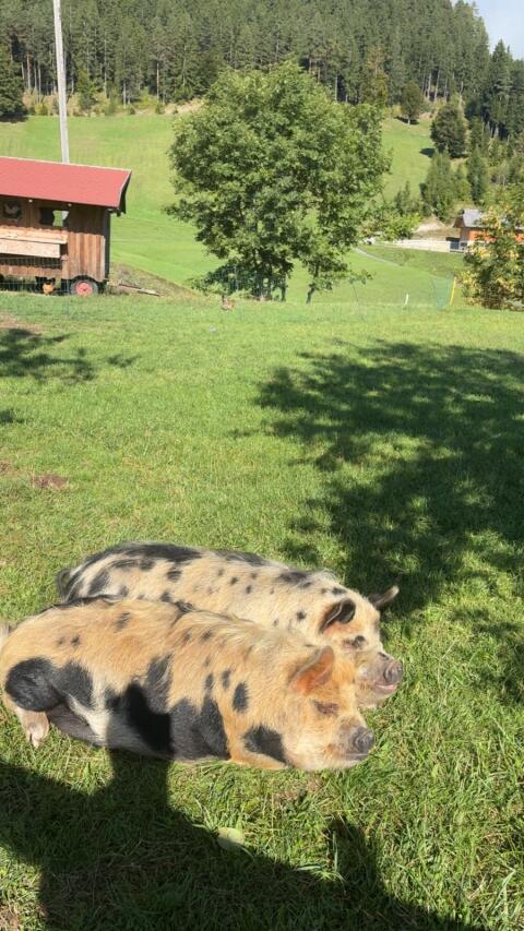 Kune Kune Eber