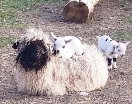 Walliser Schwarznasenschaf Böcke