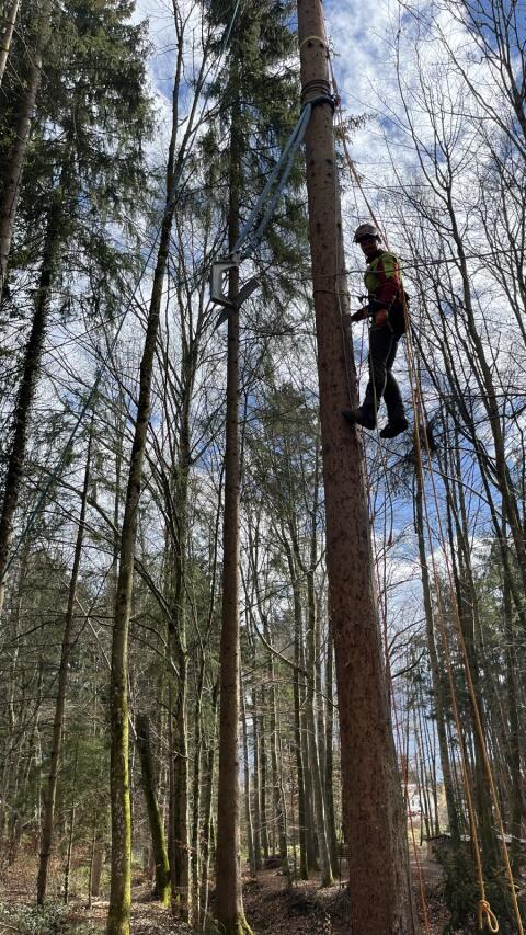 Waldbewirtschaftung, Spezialbaumfällung, Baumabtragung