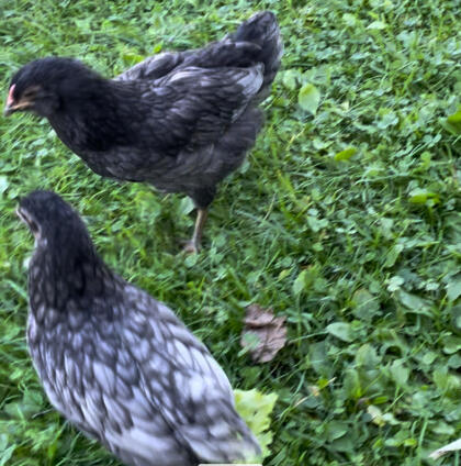 Hahn + Henne Ameraucana