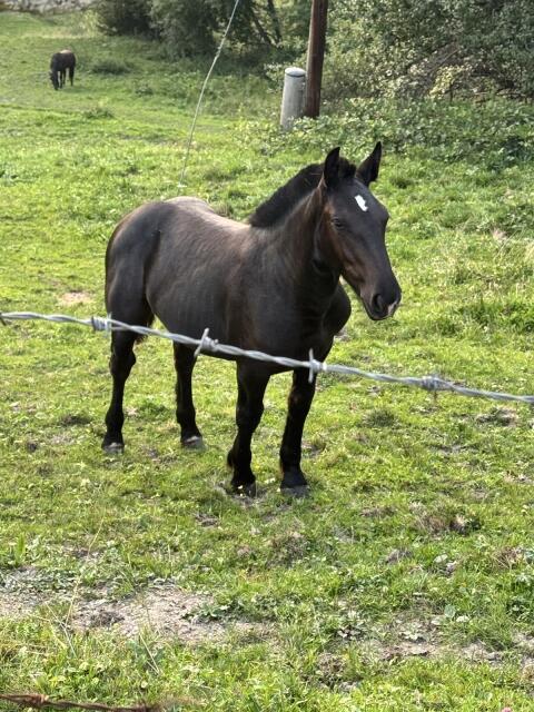 Noriker Stutfohlen