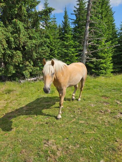 Haflinger Stute