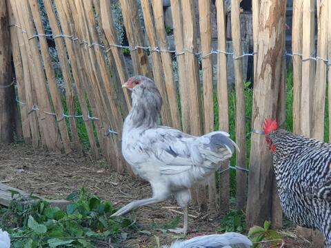 Ameraucana Junghahn Splash