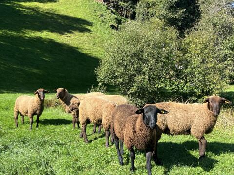 6 Jura Jungwidder 5-7 Monate