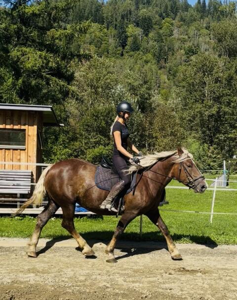 Liebe Noriker Stute