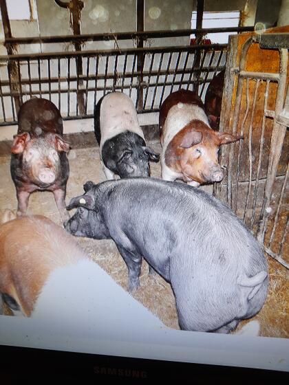 Mastschweine und Jungsauen mit ca. 80 kg