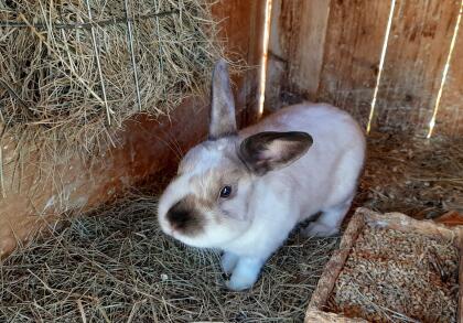 Siam Mix Zwergkaninchen