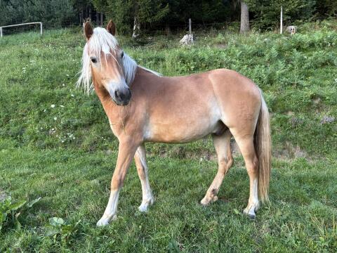 Haflinger Wallach 2,5 Jahre