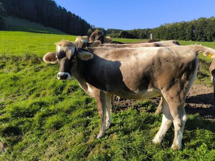 Bio Braunvieh Kalbin Tragend