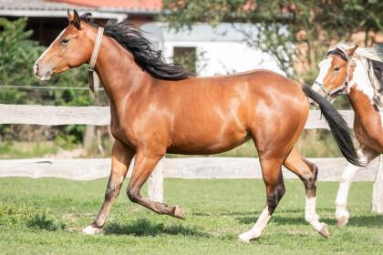 Appaloosa Stute