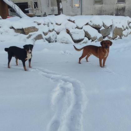 Hundebabys
