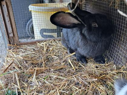 Hase