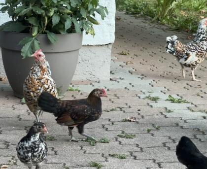 Stoapiperl, Steinhuhn, österreichisches Zwerghuhn