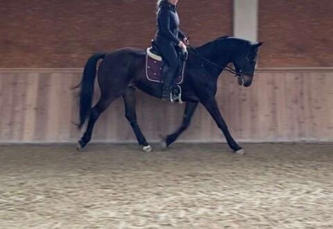 Trakehner Timberlane sucht ein neues Zuhause