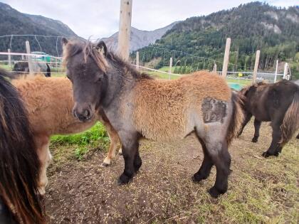 Minishetlandponys