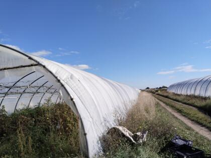 11 Stk. Folientunnel 48x8 m