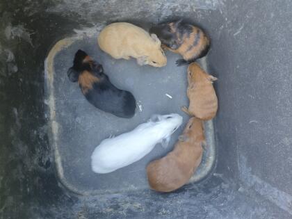 Meerschweinchen Babys